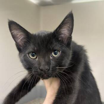 Saffron -  Domestic Short Hair Cat for Adoption in Durango, Colorado - Saffron | PetCurious