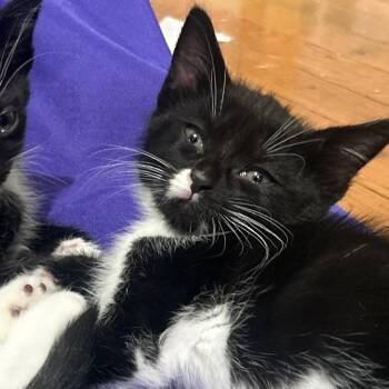 Simone -  Domestic Short Hair Cat for Adoption in Cumming, Georgia - Simone | PetCurious