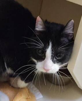 Bunson -  Domestic Short Hair Cat for Adoption in Fairfax, Virginia - Bunson | PetCurious