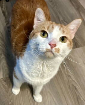 Rescue Domestic Short Hair Cats for Adoption in Herndon, Virginia - Walker | PetCurious