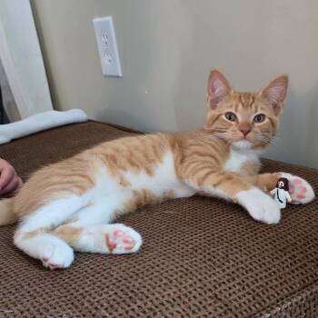 Marlin -  Domestic Short Hair Cat for Adoption in Martinsville, Indiana - Marlin | PetCurious
