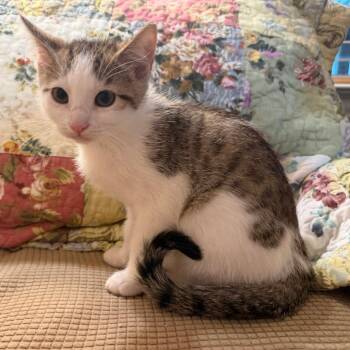 Sandy -  Domestic Short Hair Cat for Adoption in Lewisville, Texas - Sandy | PetCurious