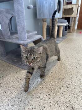Tabby Cats Available for Adoption in Newberg, Oregon - Pam | PetCurious