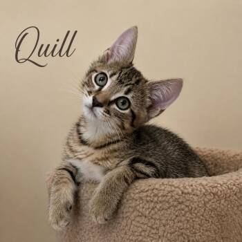 Quill -  Tabby and Domestic Short Hair Cat for Adoption in Hillsboro, Texas - Quill | PetCurious