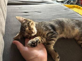 Rescue Domestic Short Hair Cats for Adoption in Renton, Washington - Greg | PetCurious