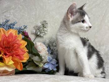 Jet Zeze -  Domestic Short Hair Cat for Adoption in Chandler, Arizona - Jet Zeze | PetCurious