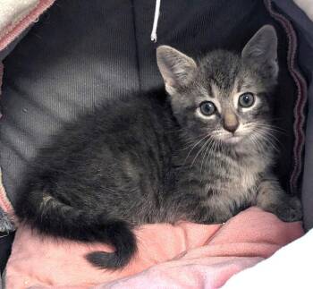 Riddock -  Domestic Medium Hair Cat for Adoption in Albemarle, North Carolina - Riddock | PetCurious