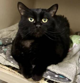 Domestic Long Hair Cats Available for Adoption in Sacramento, California - Midnight | PetCurious