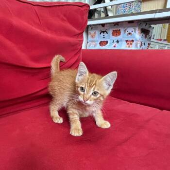 Monkey -  Domestic Medium Hair Cat for Adoption in Luling, Texas - Monkey | PetCurious