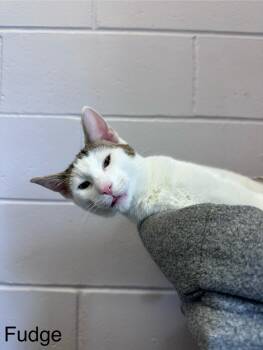 Rescue Domestic Short Hair Cats for Adoption in Elwood, New York - Fudge | PetCurious