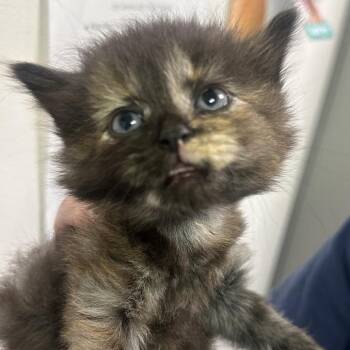 Domestic Medium Hair Cats Available for Adoption in Charleston, West Virginia - Rainbow Dash | PetCurious