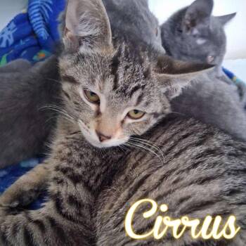 Domestic Short Hair Cats Available for Adoption - Cirrus | PetCurious