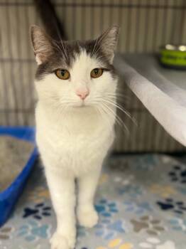 Cosmo -  Domestic Short Hair Cat for Adoption in Martinsville, Indiana - Cosmo | PetCurious