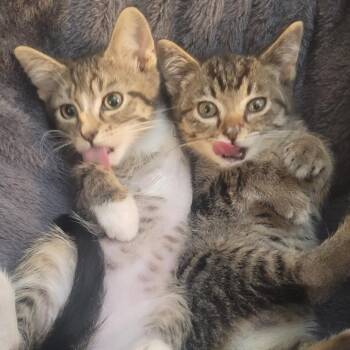 Finn -  Domestic Medium Hair Cat for Adoption in Richmond, Missouri - Finn | PetCurious