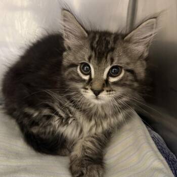 Muffin -  Domestic Long Hair Cat for Adoption in Pittsford, Vermont - Muffin | PetCurious