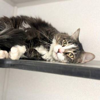 ULYSSES -  Domestic Long Hair Cat for Adoption in Aurora, Colorado - ULYSSES | PetCurious
