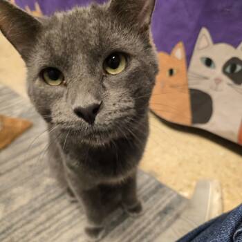 Rescue Domestic Short Hair Cats for Adoption in Downers Grove, Illinois - Haze | PetCurious