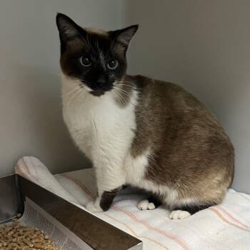 Domestic Short Hair Cats Available for Adoption in Harrisonburg, Virginia - 70959 | PetCurious