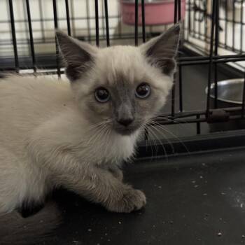 Chiffon -  Siamese Cat for Adoption in Los Angeles, California - Chiffon | PetCurious