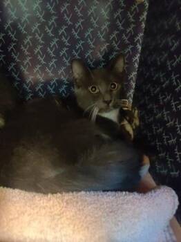 Self Control -  Domestic Medium Hair Cat for Adoption in Richmond, Virginia - Self Control | PetCurious