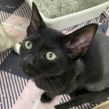 Bruce -  Domestic Short Hair Cat for Adoption in Riverwoods, Illinois - Bruce | PetCurious