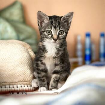 Vienna & Oreo -  Domestic Short Hair Cat for Adoption in North Bergen, New Jersey - Vienna & Oreo | PetCurious