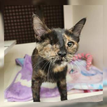 Illuminati -  Domestic Short Hair Cat for Adoption in Toledo, Ohio - Illuminati | PetCurious