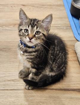 Domestic Short Hair Cats Available for Adoption in Stoughton, Wisconsin - Moe | PetCurious