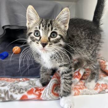 Carl -  Domestic Short Hair Cat for Adoption in Ojai, California - Carl | PetCurious
