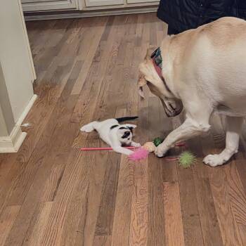 Domestic Short Hair Cats Available for Adoption - Skipper | PetCurious