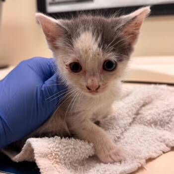 Dasani -  Domestic Short Hair Cat for Adoption in Lynchburg, Virginia - Dasani | PetCurious