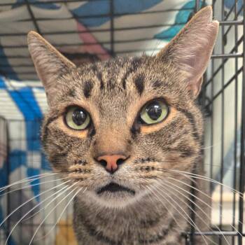 Rescue Domestic Short Hair Cats for Adoption in Nampa, Idaho - Rango | PetCurious