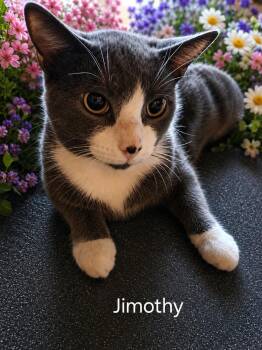 Jimothy -  Domestic Short Hair Cat for Adoption in Oviedo, Florida - Jimothy | PetCurious