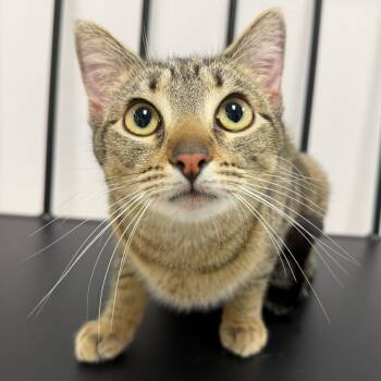 Domestic Short Hair Cats Available for Adoption in Sunnyvale, California - Star | PetCurious