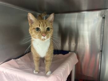 Rescue Domestic Short Hair Cats for Adoption in Raleigh, North Carolina - LISA | PetCurious