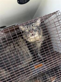 MUFFIN -  Domestic Long Hair Cat for Adoption in Houston, Texas - MUFFIN | PetCurious