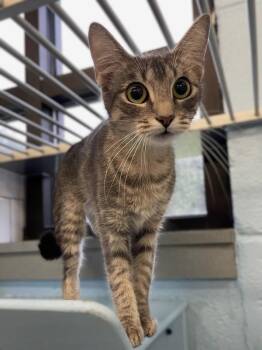 Sweet Pea -  Domestic Short Hair Cat for Adoption in Roanoke, Virginia - Sweet Pea | PetCurious