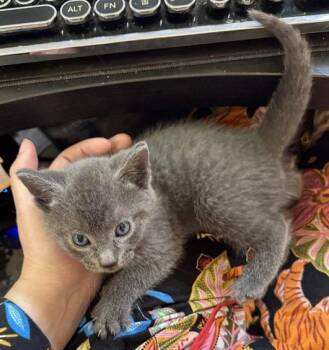 Massaman -  Domestic Short Hair Cat for Adoption in Trenton, New Jersey - Massaman | PetCurious