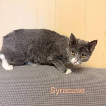 Domestic Short Hair Cats Available for Adoption in Buffalo, Minnesota - Syracuse | PetCurious