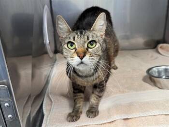 PEARL -  Domestic Short Hair Cat for Adoption in Antioch, California - PEARL | PetCurious