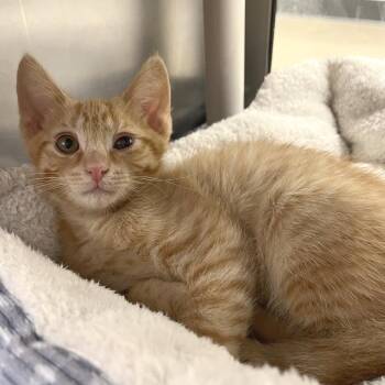 Mooshu -  Domestic Short Hair Cat for Adoption in York, Pennsylvania - Mooshu | PetCurious