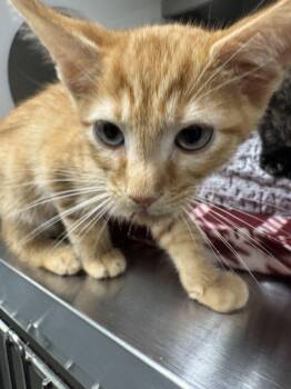 Poptart -  Domestic Short Hair Cat for Adoption in Hilton Head Island, South Carolina - Poptart | PetCurious