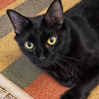 Rosemarys Baby -  Domestic Short Hair Cat for Adoption in Austin, Texas - Rosemarys Baby | PetCurious