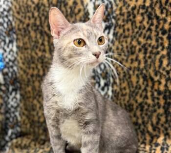 Domestic Short Hair Cats Available for Adoption in Conroe, Texas - ANNIE | PetCurious