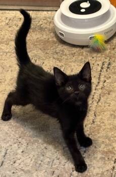 Rescue Domestic Short Hair Cats for Adoption in Trenton, New Jersey - Chaos | PetCurious