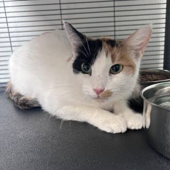 Domestic Short Hair Cats Available for Adoption in South Burlington, Vermont - Mancha | PetCurious