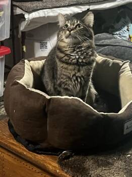 Rescue Domestic Medium Hair Cats for Adoption in Cleveland, Ohio - Willie Nelson | PetCurious