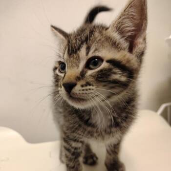Spongebob -  Domestic Short Hair Cat for Adoption in Coos Bay, Oregon - Spongebob | PetCurious