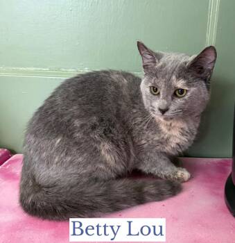 Domestic Short Hair Cats Available for Adoption - Betty Lou | PetCurious