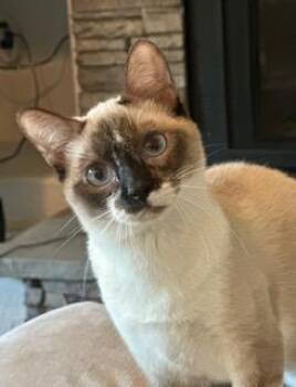 Siamese and Domestic Short Hair Cats Available for Adoption - Ramona | PetCurious